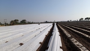 Tela Agrícola No Tejida de Alta Resistencia de 25 GSM, Cubierta para Cultivos, Protección de Plantas, Resistente a los Rayos UV, Textil para Invernadero - Product Image 1