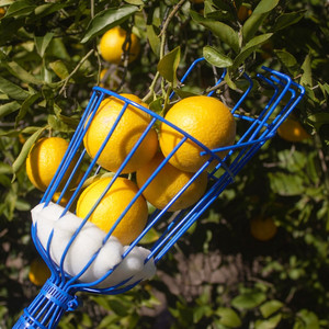 Cesta Recolectora de Frutas de Metal Resistente con Cojín de Espuma |   Herramienta de recolección de frutas para mango, manzana, naranja y guayaba, para montar en poste - Product Image 5