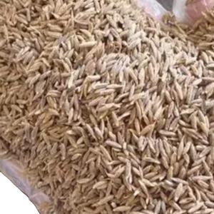 Graines de cumin, épices simples pour la cuisine, disponibles à la vente - Product Image 3