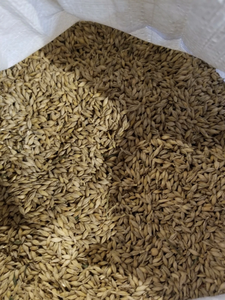 Approvisionnement en gros d'orge entière, cultivée en Thaïlande, non-OGM, végétalienne - Pour soupes, salades, pains, bières, etc. - Product Image 4