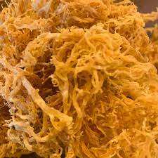 Seaweed Vietnamese Supplier's Bagged Nori Sea <b>Moss</b> Preserved Salt Process - Product Image 2