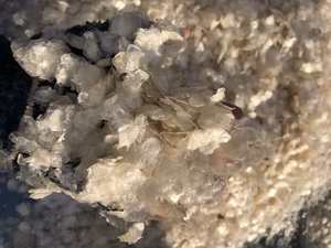 Écailles de poisson séchées décalciifiées, teneur max. 1 % / Écailles de tilapia séchées / Écailles de poisson brutes décalciifiées et blanchies / Ms.Lily - Product Image 4