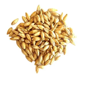 Barley In Good Quality For Animal Feed