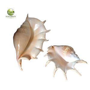 Coquillages décoratifs mixtes en gros pour l'artisanat, les aquariums et la décoration de mariage - Product Image 2