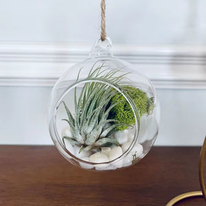 Terrarium suspendu en verre rond pour plantes d'intérieur, succulentes, mousse, décoration de la maison, présentation en vitrine et aménagement de jardin, provenant d'Inde - Product Image 1