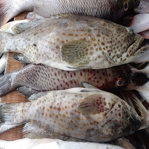 Poisson Grouper brun congelé, Grouper bleu tacheté Neptune avec vitamines, emballage en boîte, vente en gros de fruits de mer à prix réduit - Product Image 5