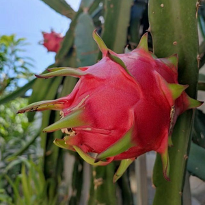 OEM Supplier Certified HACCP/ISO Premium Vietnam Origin Frozen Dragon Fruit IQF High Quality Bulk Export Standard Private Label - Product Image 3