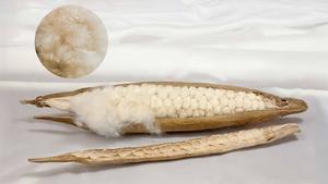Rembourrage de matelas traditionnel en fibres de kapok naturelles CM Full 50KG, doux, résistant et non traité - Product Image 2