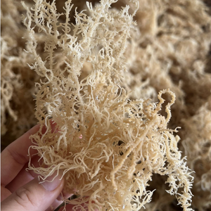 Mejor Precio de Fábrica, Musgo Marino Dorado Eucheuma Cottonii a Granel, Algas Naturales Secas al Sol para Bebidas, 100% Puro y Crudo - Product Image 2