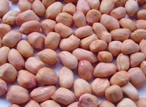 Semillas de Cacahuete OJISHTHA (Arachis Hypogaea) - 24 Meses de Duración, Conservar en un Lugar Fresco y Seco, Hecho en Delhi, India - Product Image 6