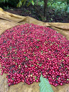 HANCOFFEE Café Verde Robusta de Vietnam de la Mejor Calidad, Cosecha 2025-2026 - GRADO 1 Limpio/Lavado/Proceso Honey - Muestra Gratis - Product Image 4