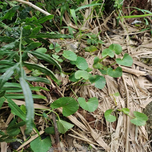 野生のGotu Kola生ハーブ乾燥アーユルヴェーダCentella Asiaticaはインドのペニーワートを残します薬用/エキス/スキンケア使用OEM受け入れます - Product Image 5