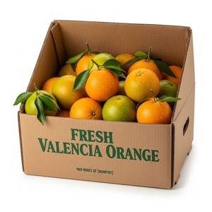 Jeruk Valencia Segar Hasil Panen Premium Orchard Memberikan Pengalaman Rasa Segar Citrus Aroma Kaya Kulit Halus Dan Alami