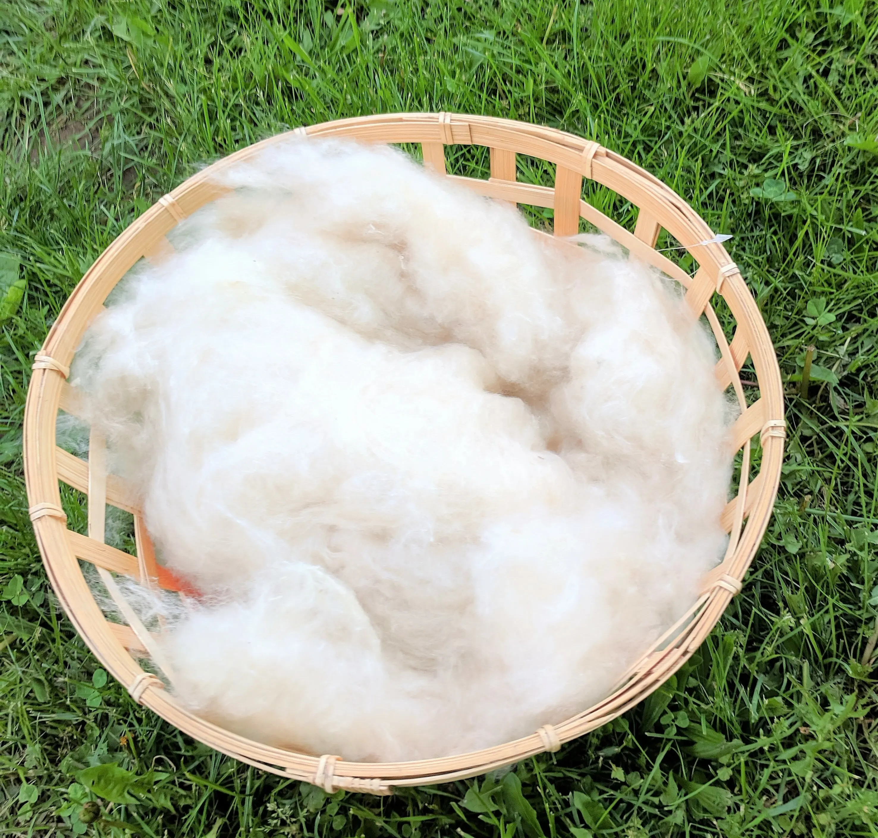 100% Natural Gon Cotton from cotton fruit, used to make teddy bears
