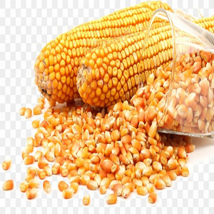 Palomitas de Maíz de Primera Calidad al por Mayor, Grado Alimenticio, Más Vendidas, Disponibles para Exportación - Product Image 5