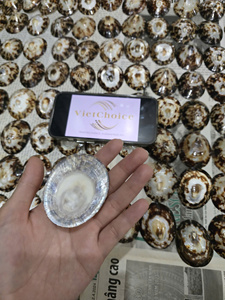 Coquilles de limaces naturelles polies de marque vietnamienne en gros, pour soutenir l'allaitement et stimuler la production de lait, cadeau de mariage - Product Image 3