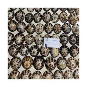 Coquilles de limpets en vrac 2026 les plus vendues pour la décoration d'aquariums et l'aménagement aquatique – Coquillages marins purs, propres, sûrs et écologiques pour la décoration aquatique - Product Image 6