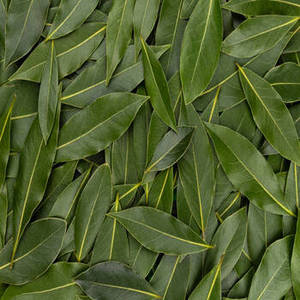 Hoja de Laurel India Seca al por Mayor, Cosecha de Gujarat de Nueva Temporada, 24 Meses de Vida Útil, Marca FitTree International para Importadores - Product Image 4