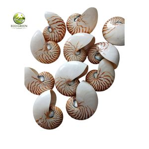 Natural White Spiny Shell DIY Modern Rustic Eco-Friendly Raw Home Decor Craft - Product Image 4