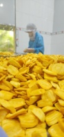 Klaar Voor Export Uit Vietnam Gevriesdroogde Zoete Smaak Jackfruit 100% Vers Fruit Met Lage Moq Concurrerende Prijs