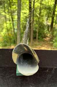 Pieza Decorativa de Cuerno Hecha a Mano por Artesanos, Diseñada para Exhibición Premium, Pieza Decorativa de Cuerno Natural para Sala de Estar - Product Image 3