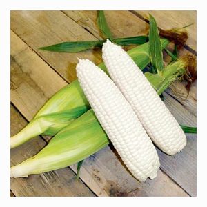 Proveedor de Granos de Maíz Blanco de la Mejor Calidad de Exportación para Compradores Mayoristas Globales - Product Image 6