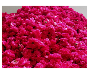 Fournisseur Premium de Boutons de Rose Tibétains Naturels - Fleurs Herbacées pour Commandes en Gros - Product Image 6