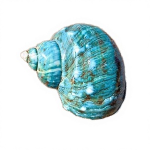 3 coquillages naturels écologiques de petite taille pour crabe ermite, 1,52 pouce, ouverture de 0,81 pouce, jaune, blanc, vert, argent, décoration d'intérieur - Product Image 5