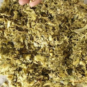 Ensilaje de Maíz Fresco para Alimentación Animal, Ensilaje de Maíz para Vacas Lecheras, Ganado Bovino y Alimentación Comercial de Ganado - Product Image 6