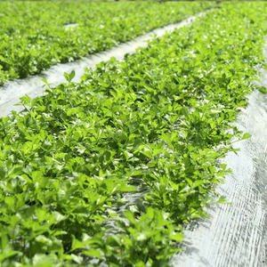 Polvo de Apio Orgánico |   Alta Densidad de Nutrientes |   Suministro a Granel de Alimentos Funcionales // Evan - Product Image 6