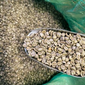 Café Arabica Typica Naturel de Qualité Supérieure - S16/S18 - Grains Verts Spécialisés Emballés en 1kg/2kg/5kg/25kg/60kg - Prêt à être Expédié - Product Image 2