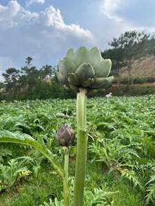 Flores Secas de Alcachofa, Paquete de 100g, de Vietnam, Ingrediente Botánico Natural para Preparar Té de Alcachofa y Exhibición Premium en Tiendas - Product Image 4