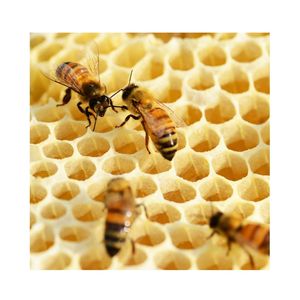 Miel cruda orgánica, miel de abeja pura y natural, ingrediente alimenticio, miel premium al por mayor para venta al detalle y suministro de servicios de alimentos. - Product Image 4