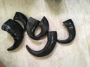 Friandises à mâcher pour chiens en corne de buffle naturelle, riches en protéines, très vendues, excellent rapport qualité-prix, friandises pour animaux de compagnie, taille personnalisable, faites à la main - Product Image 2