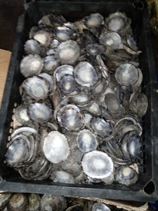 [FOURNISSEUR POPULAIRE] Coquille d'ormeau naturelle de forme irrégulière, polie, irisée, matériau de coquille de Paua pour la fabrication de bijoux d'art populaire BLEU - Product Image 2