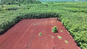 Extrait Herbal de Curcuma Thaïlandais de Haute Qualité, Rhizome en Doigt, KMP 7% Curcuminoïdes, Herbe Sauvage Cultivée, Emballage Tambour, Qualité Pharmaceutique - Product Image 4