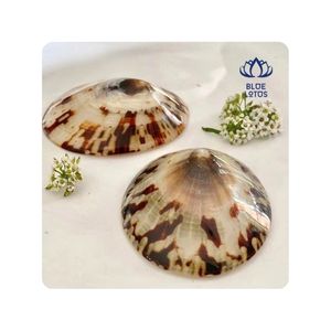 Concha de Limpet Popular para Manualidades con Resina y Diseño de Joyería, Acabado Liso, Calidad Seleccionada, Perfecta para Aplicaciones Artísticas - Product Image 1
