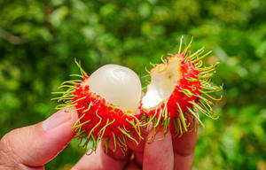 Rambutan de Alta Calidad – Fruta Tropical Rica en Vitaminas, Dulce y Jugosa // Mr.Tom - Product Image 5