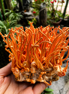 Approvisionnement en gros de Cordyceps Militaris lyophilisé de la marque Viet Delta, 100% naturel, durée de conservation de 12 mois, OEM, étiquette privée disponible, Ms. - Product Image 2