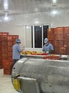 Tranches de mangue séchée authentique du Vietnam, goût sucré, emballage sous vide 1kg pour le marché thaïlandais, marque privée - Caryln - Product Image 2