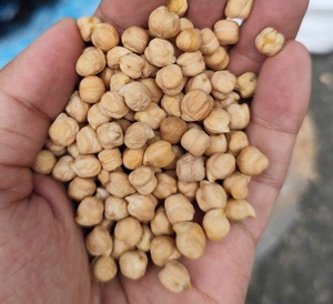 Pois chiches secs croustillants, ingrédient alimentaire en vrac pour les collations et la préparation des repas WA 0084.986778999 - Product Image 2