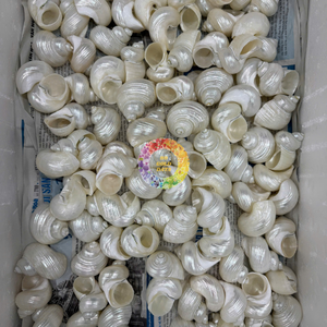 เปลือกหอยสังข์ธรรมชาติขัดเงาสำหรับตกแต่งตู้ปลาและบ้าน หอยสังข์สีเขียวขนาดเล็ก ปูเสฉวน สัมผัสเหมือนจริง - Product Image 4