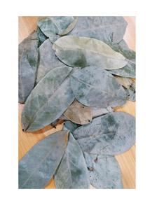 Poudre de Corossol Feuilles de Graviola Séchées Matériau de tisane de qualité supérieure Qualité d'exportation Fournisseur du Vietnam - Product Image 6