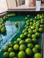 2023 Jeruk Nipis Vietnam Tanpa Biji Hijau Segar Buah Citrus Segar Kelas AA Asli Asam Alami 5-8kg Karton Siap Kirim