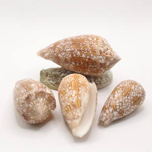 Conchas marinas naturales más vendidas a precio económico, conchas marinas crudas del océano, decoración para casas de playa - Product Image 4