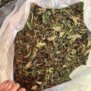 Hojas Amargas Secas de Alta Calidad, Hojas Amargas Deshidratadas Naturales, Venta al por Mayor de Hojas Amargas Secas, Suministro a Granel de Fábrica ANGLE - Product Image 2