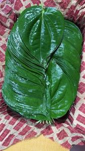 Selección de Hojas de Betel de Lujo para Festivales y Rituales a Precio de Mayoreo - Product Image 4