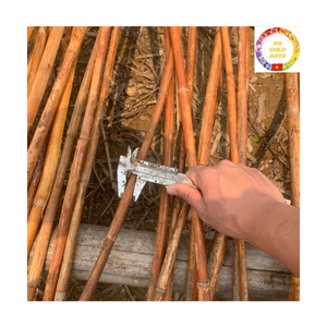 Raw Rattan Poles | Vietnam Factory Bulk Cane Material for Furniture <b>Frame</b> & Garden Support - Product Image 1