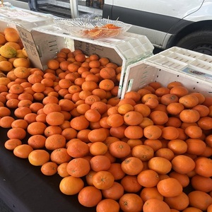 Oranges fraîches de qualité supérieure, fruits d'agrumes soigneusement sélectionnés pour la fabrication de jus, la consommation fraîche et la vente en gros mondiale - Product Image 1