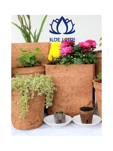 กระถางเพาะชำใยมะพร้าวสีน้ำเงิน ยี่ห้อ Blue Lotus เป็นมิตรต่อสิ่งแวดล้อม พร้อมรูระบายน้ำดีเยี่ยม อุปกรณ์เพาะชำจากเบนเต้ - Product Image 1